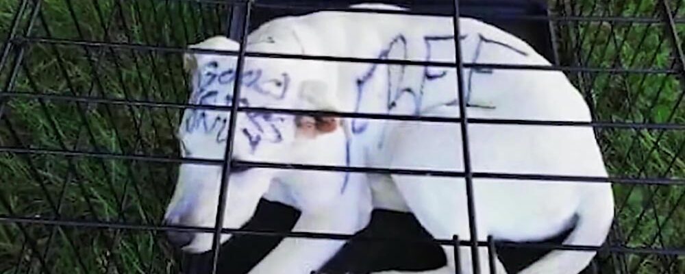 A Couple Found An Abandoned Puppy. When They Look Closer, They Saw Writing On Her Head