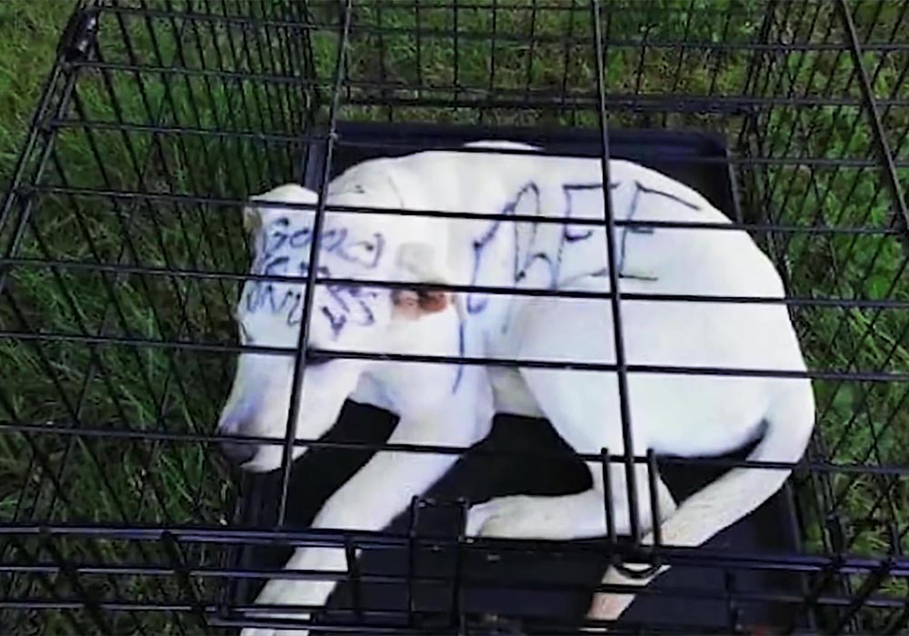 A Couple Found An Abandoned Puppy. When They Look Closer, They Saw Writing On Her Head