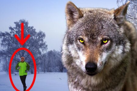 A Guy Fed a Trapped Wolf for 7-Days Then 5-Years Later They Met Again In The Forest…