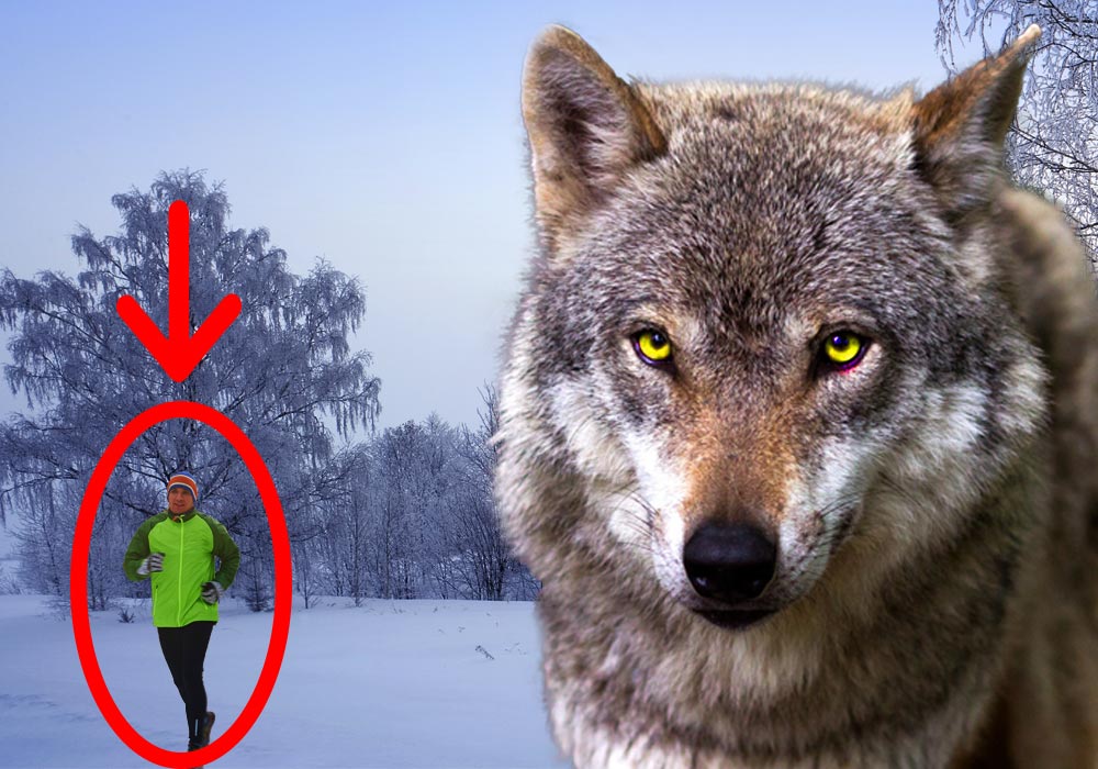 A Guy Fed a Trapped Wolf for 7-Days Then 5-Years Later They Met Again In The Forest…
