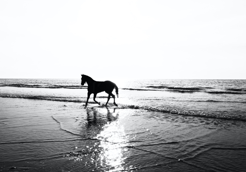 horse on beach