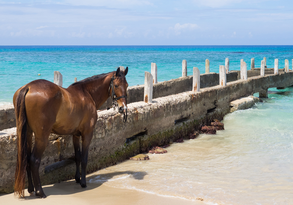 Horse on Beach