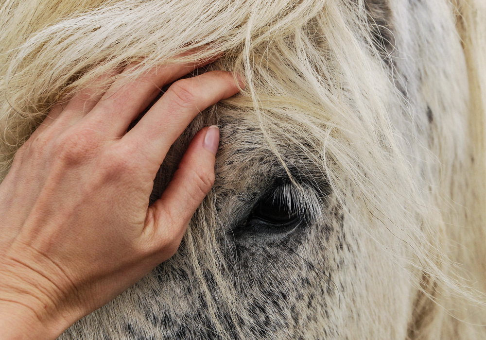 Interested in horses