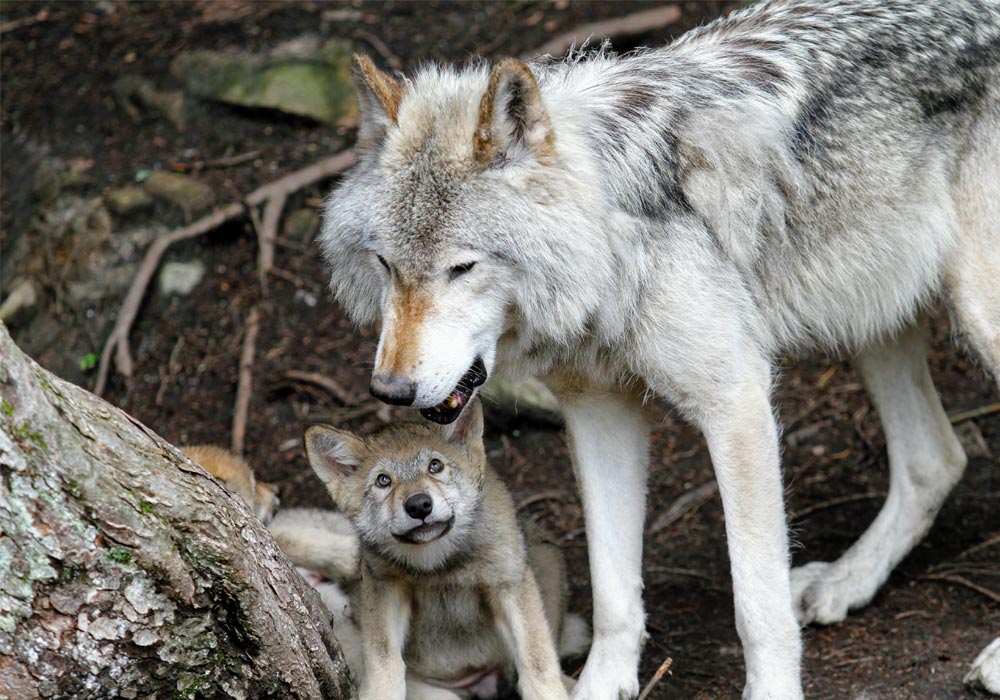 A Guy Fed a Trapped Wolf for 7-Days Then 5-Years Later They Met Again ...