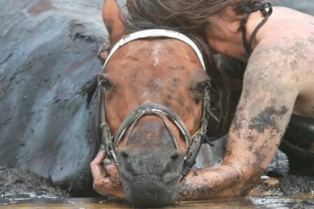 The horse was sinking in mud and couldn’t get out...His owner fought for him for three hours…