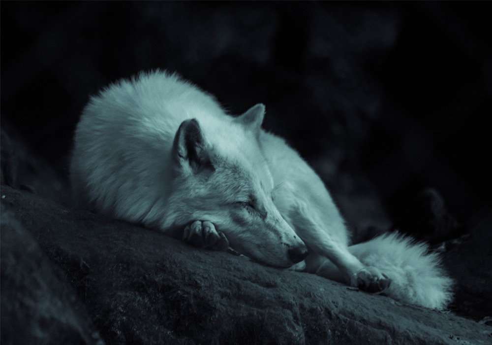 Wolf Sleeping