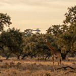 Gracie Giraffe Texas
