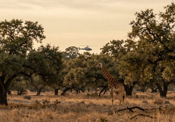 Gracie Giraffe Texas