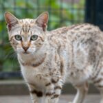 Exotic Big Cat
