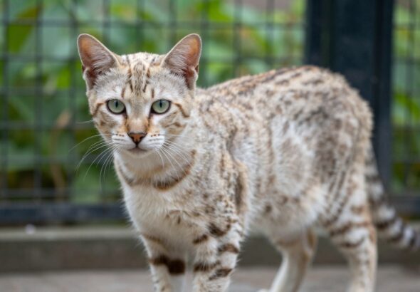 Exotic Big Cat
