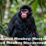 Congo’s Likweli Monkey