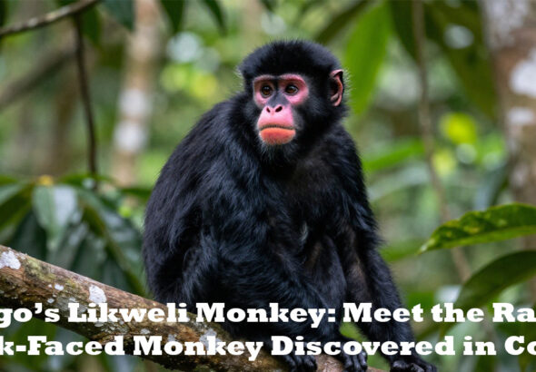 Congo’s Likweli Monkey